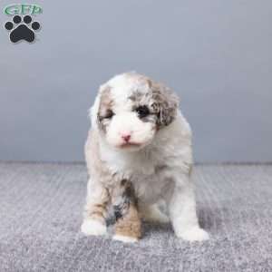 Sabrina, Mini Sheepadoodle Puppy